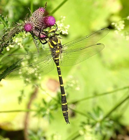 Réf. 234 797 : Cordulegaster bidentata
